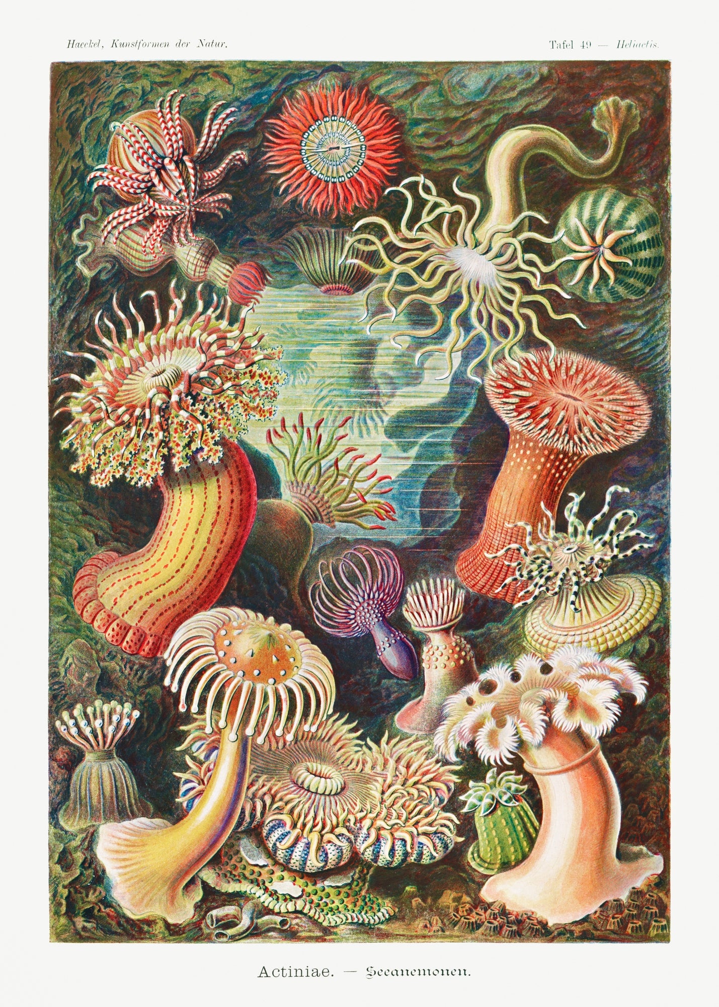 Actiniae–Seeanemonen (Sea Anemones) by Ernst Haeckel