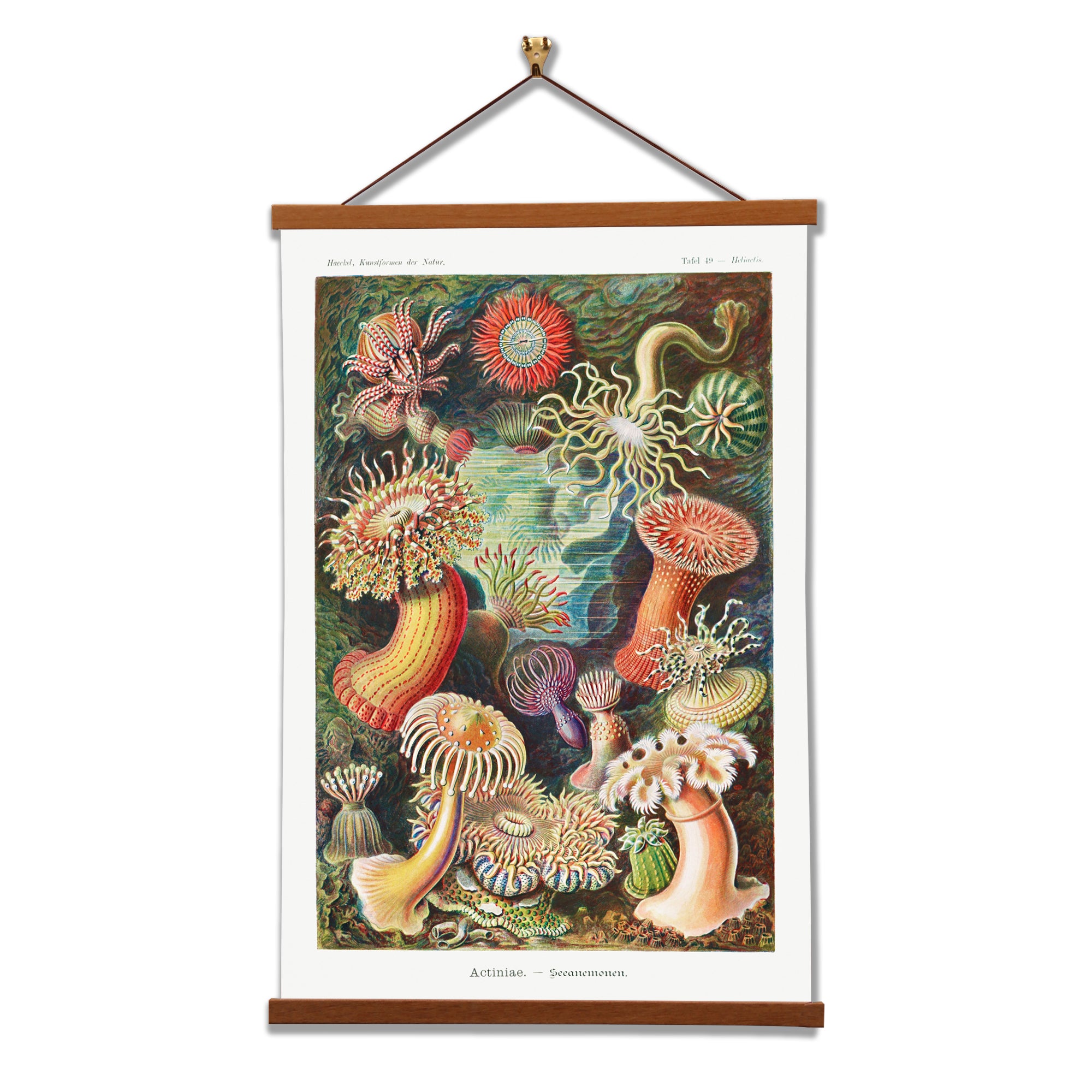 Actiniae–Seeanemonen (Sea Anemones) by Ernst Haeckel