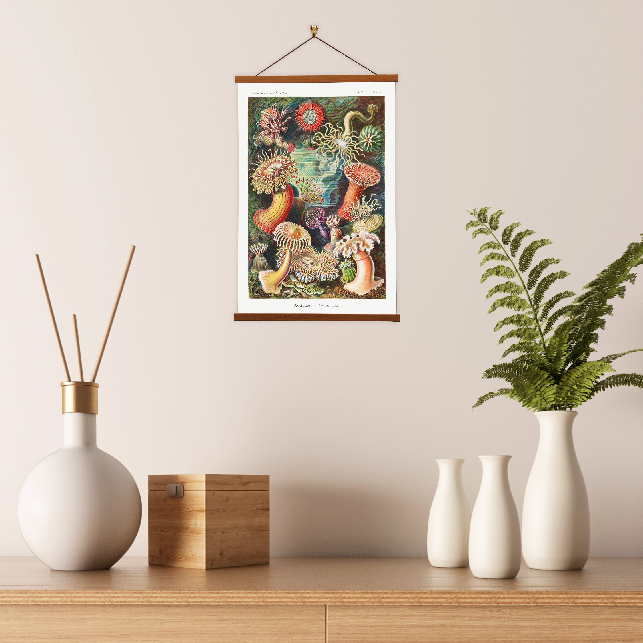 Actiniae–Seeanemonen (Sea Anemones) by Ernst Haeckel